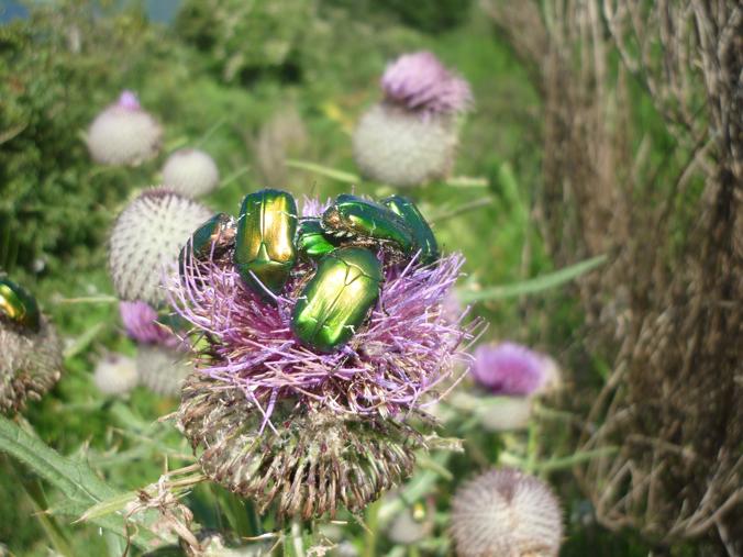 vari coleotteri dall''appennino...